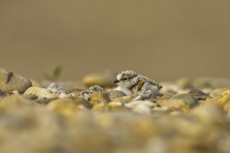 Little Ringed Plover (Charadrius dubius) chick, North Rhine-Westphalia, Germany