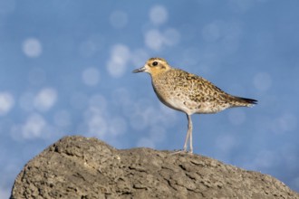 Pacific Golden Plover (Pluvialis fulva), Victoria, Australia