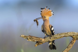 Eurasian Hoopoe (Upupa epops) with food in beak, Subotica, Serbia