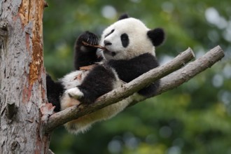 Lying cute young Giant Panda feeding feeding bark of tree