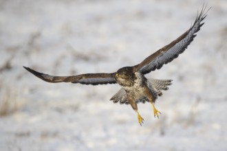 Common Buzzard (Buteo buteo), Mecklenburg-Western Pomerania, Germany