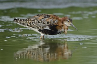 Ruff (Calidris pugnax) male, Schleswig-Holstein, Germany
