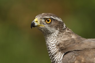 Northern Goshawk (Accipiter gentilis), Utrecht, Netherlands