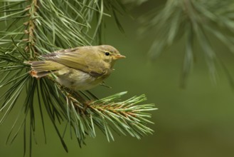 Common Chiffchaff (Phylloscopus collybita) juvenile, Utrecht, Netherlands