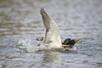 Mallard (Anas platyrhynchos) male, Lower Saxony, Germany