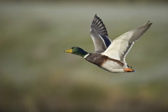 Mallard (Anas platyrhynchos) male flying, Lower Saxony, Germany