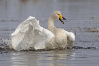 Whooper Swan (Cygnus cygnus) bathing, Vaestergoetland, Sweden