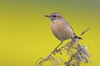 European Stonechat (Saxicola rubicola) female, Rhineland-Palatinate, Germany