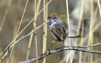 Mallee Emu-wren (Stipiturus mallee) male, Victoria, Australia