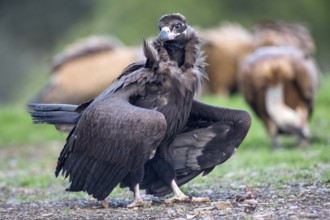 Cinereous Vulture (Aegypius monachus), Andalusia, Spain