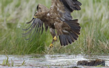 Schreiadler, lat. Aquila pomarina, fliegt von einem Teichufer auf und zieht Wassertropfen mit