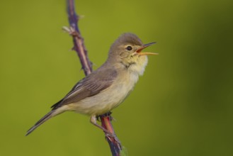 Melodious Warbler (Hippolais polyglotta) male singing, Rhineland-Palatinate, Germany