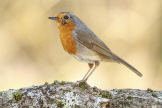 European Robin (Erithacus rubecula) perched on a branch, Galicia, Spain