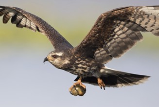 Snail Kite (Rostrhamus sociabilis) female flying with snail in its claws, Florida, USA