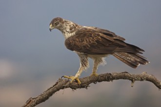 Bonelli's Eagle (Aquila fasciata), Extremadura, Spain