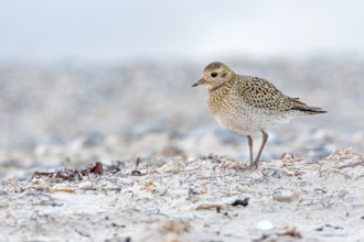 European Golden Plover (Pluvialis apricaria), Schleswig-Holstein, Germany