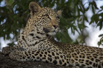 Leopard (Panthera pardus) immature lying on a tree, Sabi Sands, South Africa
