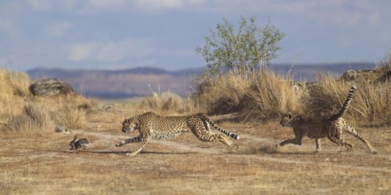 Cheetah (Acinonyx jubatus) two females hunting rabbit, Castile-La Mancha, Spain