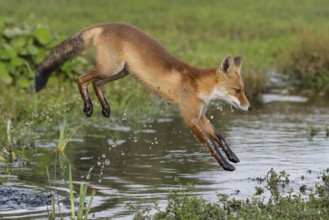 Red Fox (Vulpes vulpes) jumping and hunting in pond, Netherlands