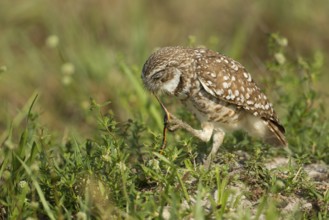 Burrowing Owl (Athene cunicularia), Florida, USA
