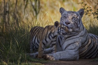 Bengal Tiger (Panthera tigris) white morph mother with cub, captive, Philippolis, South Africa