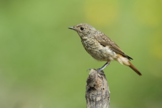 Common Redstart (Phoenicurus phoenicurus) juvenile, Liguria, Italy