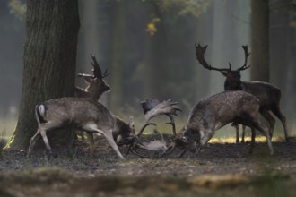 Fallow Deer (Dama dama) fighting rutting males in forest, North Rhine-Westphalia, Germany