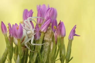 Goldenrod Crab Spider (Misumena vatia) adult hiding in flower, North Rhine-Westphalia, Germany