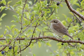 Red-backed Shrike (Lanius collurio) juvenile perched on a branch, North Rhine-Westphalia, Germany