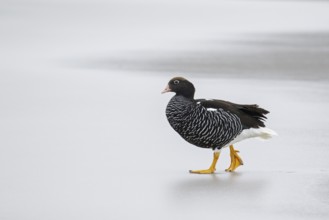 Kelp Goose (Chloephaga hybrida) on a beach in the Falkland Islands