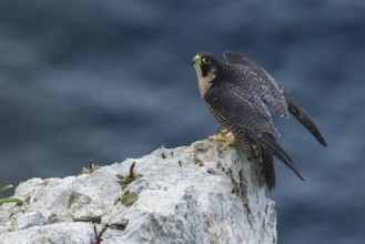 Peregrine Falcon (Falco peregrinus) perched on a rock in ocean, Dalmatia, Croatia