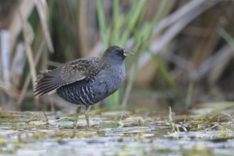 Australian Crake (Porzana fluminea) foraging, Victoria, Australia
