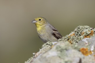 Cinereous Bunting (Emberiza cineracea) male perched on a rock, Greece