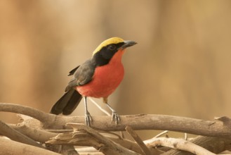 Yellow-crowned Gonolek (Laniarius barbarus), Gambia