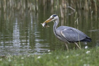 Grey Heron (Ardea cinerea) eating Common bleak (Alburnus alburnus), Mecklenburg-Western Pomerania,