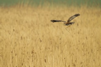 Western Marsh Harrier (Circus aeruginosus) flying, Rhineland-Palatinate, Germany