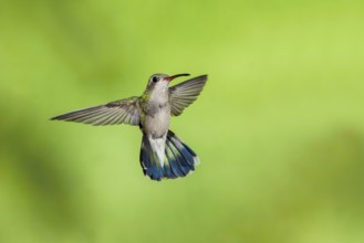 Broad-billed Hummingbird Cynanthus latirostris Santa Rita Mountains, Arizona, USA 18 May Adult