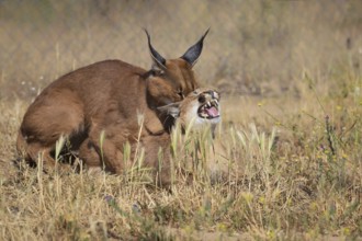Caracal (Caracal caracal) male and female mating, Castile-La Mancha, Spain