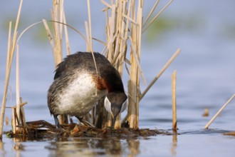 Red-necked Grebe (Podiceps grisegena) invitating to mating on nest, Mecklenburg-Western Pomerania,