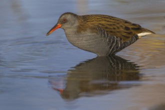 Water Rail (Rallus aquaticus), Cheshire, United Kingdom