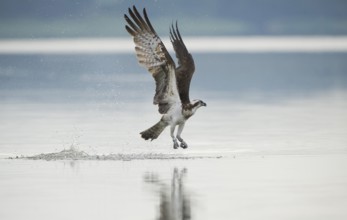 Western Osprey (Pandion haliaetus) flying, Mecklenburg-Western Pomerania, Germany