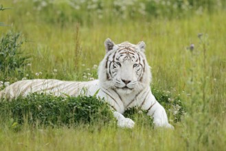 White Bengal tiger (Panthera tigris tigris) lying in a meadow, captive