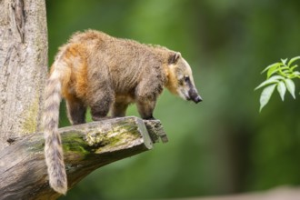 South American coati (Nasua nasua) on an old tree trunk, captive, Zoo Augsburg