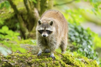 Common raccoon (Procyon lotor) on standing on a rock, Bavaria, Germany