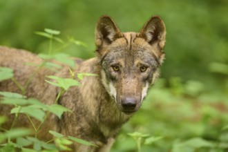 Wolf looks concentrated into the camera in the green forest, Wolf (Canis Lupus), Germany