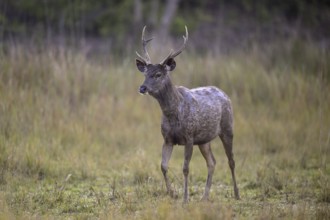 Sambar or horse deer (Cervus unicolor), Corbett National Park, near Ramnagar, Uttarakhand State,