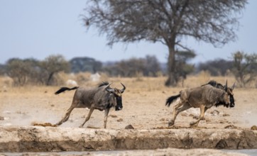 Blue wildebeest (Connochaetes taurinus), two animals running, Nxai Pan National Park, Botswana Blue