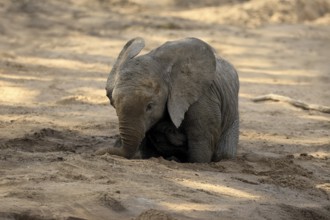 African elephant (Loxodonta africana), young animal, digging, drinking, searching for water, dried