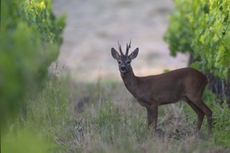 Roebuck in the vineyard in summer, Wittlich, Rhineland-Palatinate, Germany