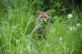 Wildcat (Felis silvestris), hiding in tall grass, with dandelion, Germany